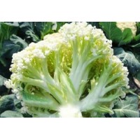 泰順早熟有機菜花苗\瑞安60天65天青梗散花菜苗2023