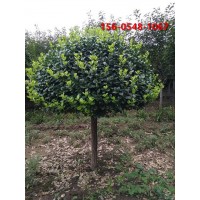 山東工程苗木 綠化苗木 3-4米高桿衛(wèi)矛規(guī)格齊全